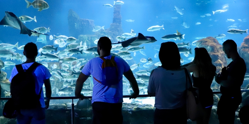 People engage with the vibrant marine life at SEA LIFE Orlando Aquarium in Orlando, Florida, on a warm August day.