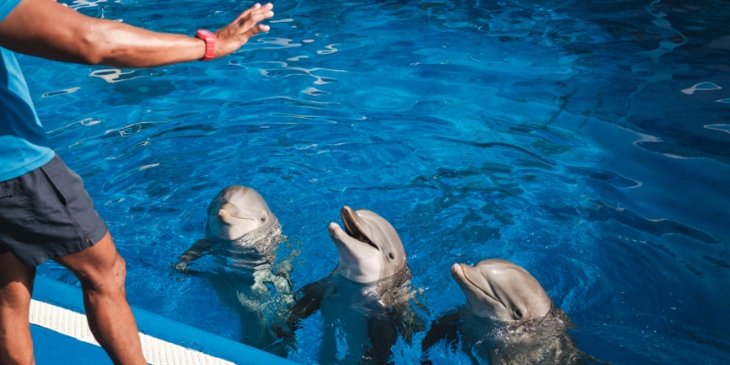 A man is next to three dolphins in an aquarium at SeaWorld Orlando, captured in August.