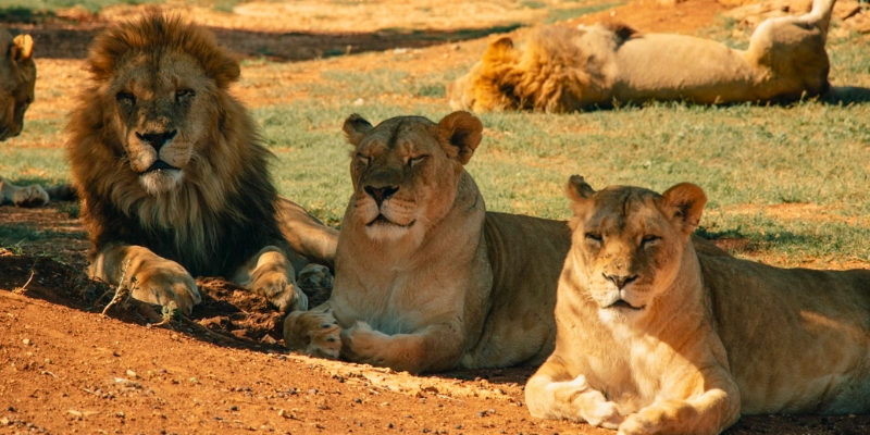 A group of lions lounging in the shade of a tree, highlighting the serene atmosphere at Disney's Animal Kingdom in May.