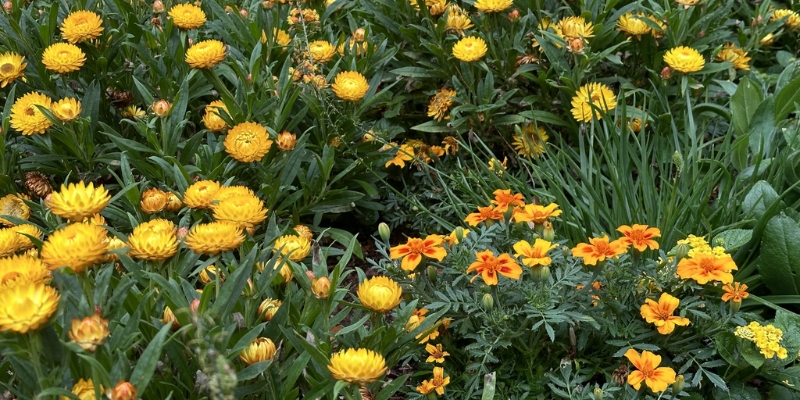 Yellow flowers and green plants flourish in a garden at Leu Gardens, a scenic outdoor destination in downtown Orlando, Florida.